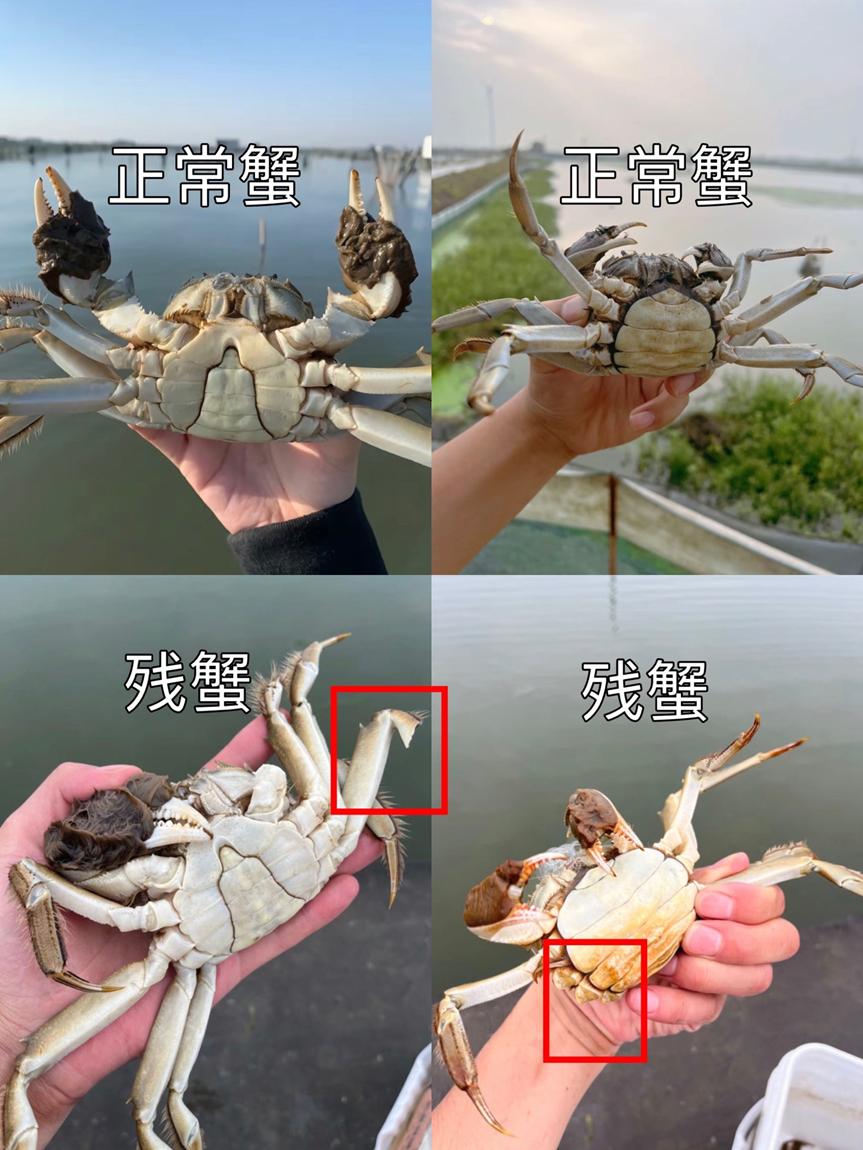 图片[1]-小红书残蟹项目全套细节玩法，复制就能出单的实操复盘 全文1W字- L哥创业分享网